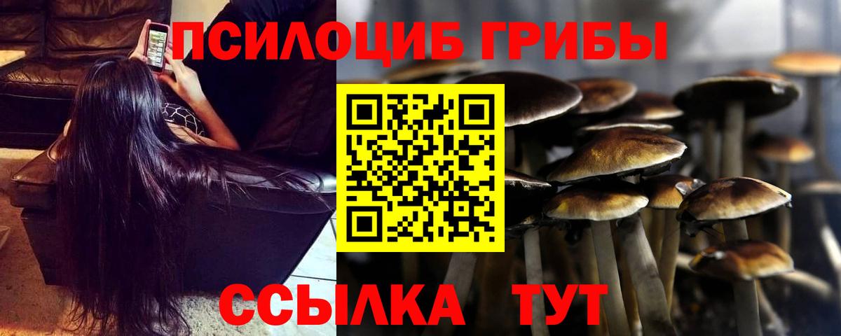 где купить   Вход с VPN  Ахтубинск  Галлюциногенные грибы Psilocybe 